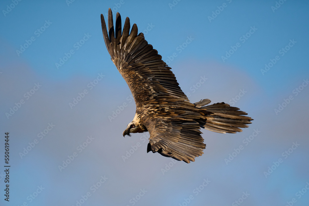 Bearded vulture flying on blue sky in nature Bearded vulture flying on blue sky in nature