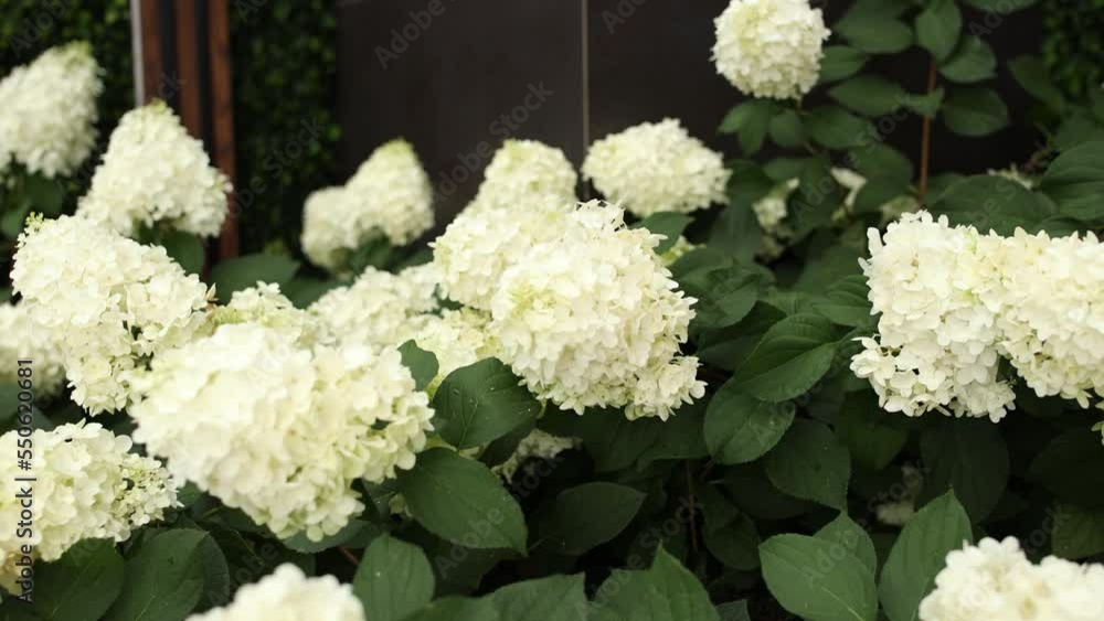 white flowers grow with green leaves spring festive background white flowers grow with green leaves spring festive background