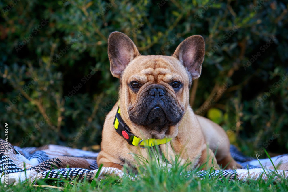 dog breed french bulldog