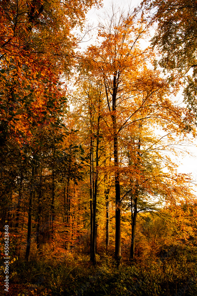 Fototapeta premium foret de retz