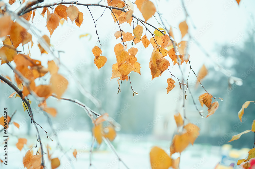 birch branches covered with ice autumn background. Close-up of an ice-covered birch branch after a winter ice storm birch branches covered with ice autumn background. Close-up of an ice-covered birch branch after a winter ice storm