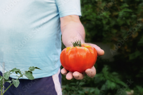 tomatoes in  garden. Happy organic farmer harvesting tomatoes in greenhouse. Farmers hands with freshly harvested tomatoes. Freshly harvested tomatoes in hand holding organic  natural healthy food