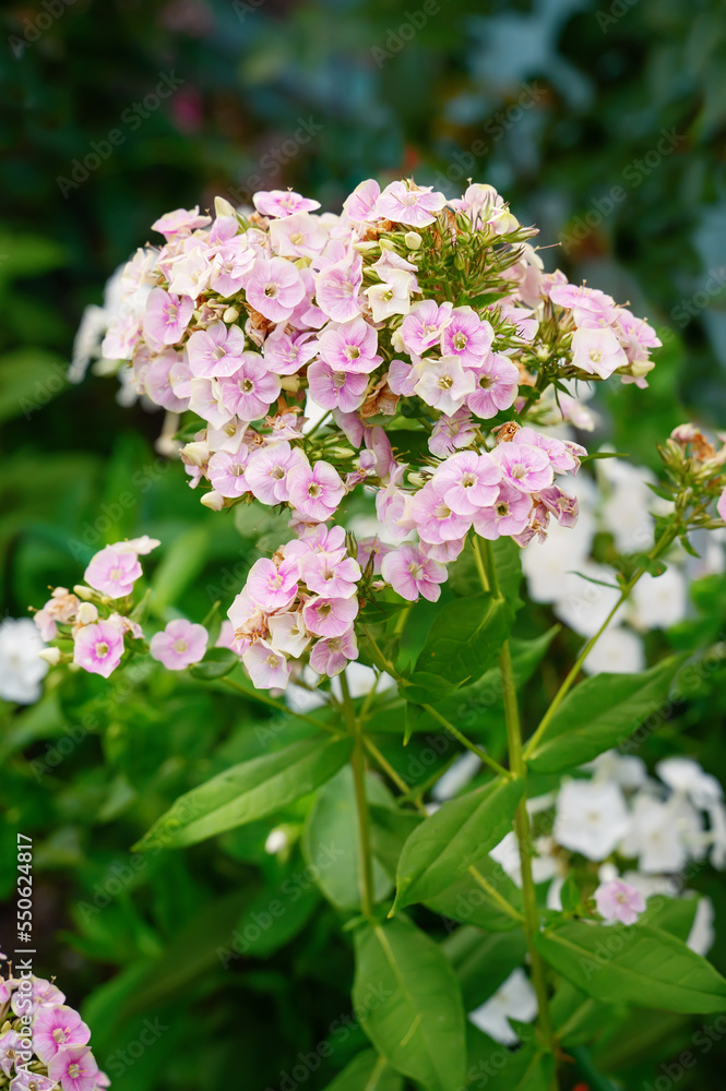 Phlox paniculata Sherbet Blend. phlox flower of modern varieties in the garden. A brush of phlox flowers with greenish leaves against a blurred garden background with solar glare Phlox paniculata Sherbet Blend. phlox flower of modern varieties in the garden. A brush of phlox flowers with greenish leaves against a blurred garden background with solar glare