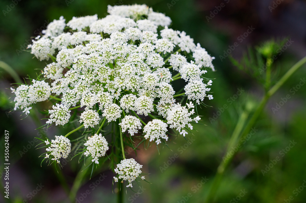 Flowering carrots before seed formation. The flowers were left to restore the seed fund of a promising carrot variety. Daucus Carota Flowering carrots before seed formation. The flowers were left to restore the seed fund of a promising carrot variety. Daucus Carota
