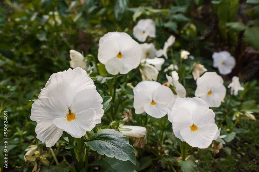 large flower of pansies Viola tricolor . Pansies on a flower bed against a background of green blurred grass. Copy space large flower of pansies Viola tricolor . Pansies on a flower bed against a background of green blurred grass. Copy space