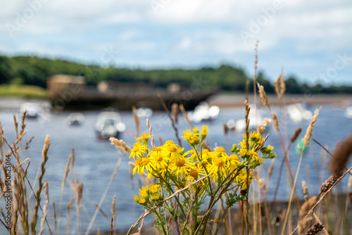 Common Ragwort growing in Ballina harbour in County Mayo - Republic of Ireland © Lukassek