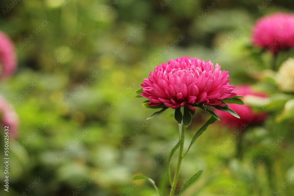pink aster flower in the garden pink aster flower in the garden