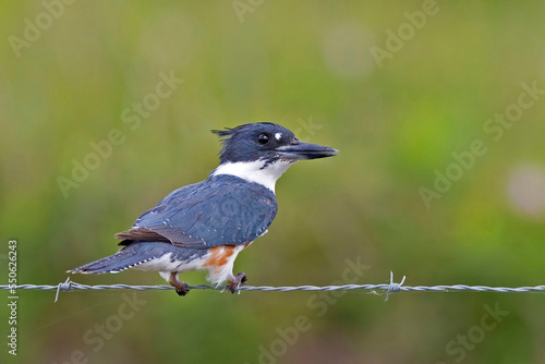 Belted Kingfisher, Megaceryle alcyon, on fence