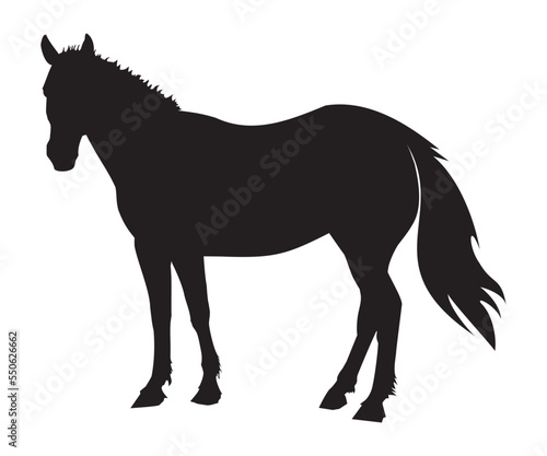 horse silhouette isolated on white vector 