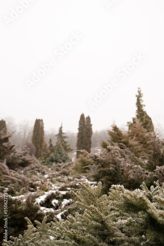 thuja and thuja trees in a coniferous garden