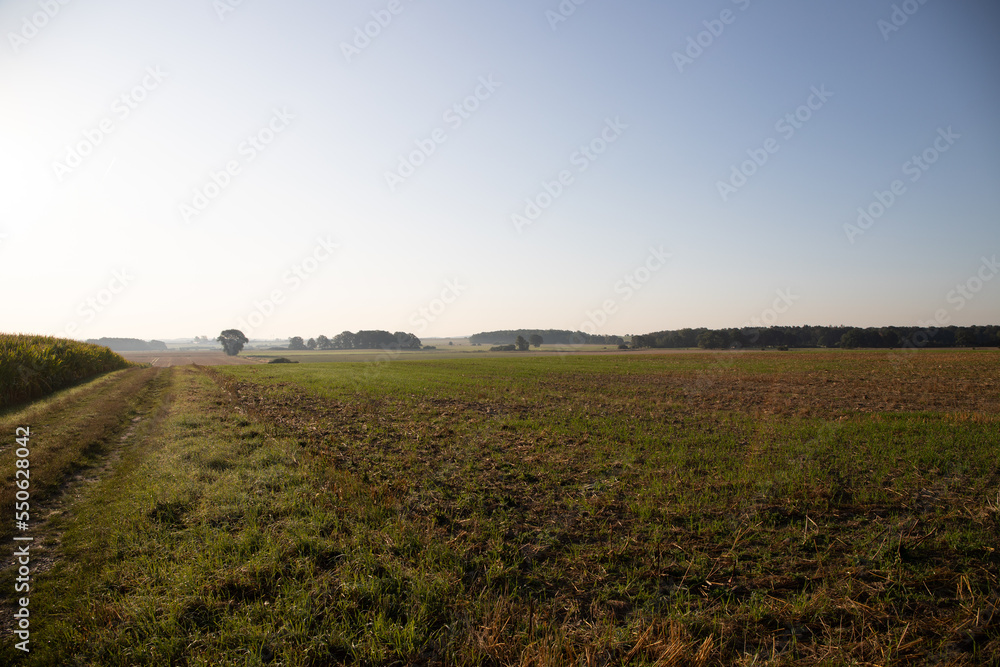 Panorama of a field with a dirt road as a separation and a hedge