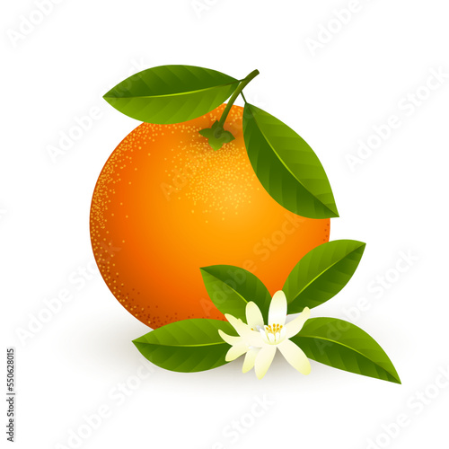Flowering orange fruit isolated