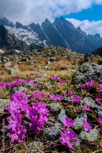 Beautiful purple flowers  spring in mountains  traveling  hiking  adorable background  clouds and hills with a fog  poster design  cool view  scelery