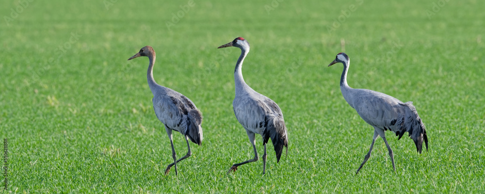 Fototapeta premium grue cendrée - grus grus - gruidés