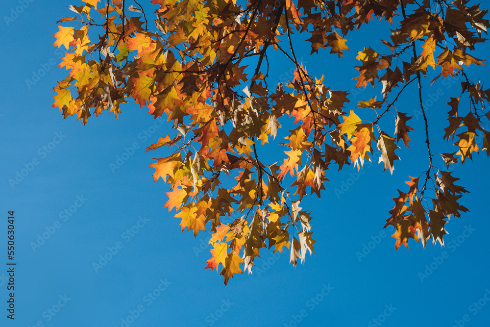 Herbstlaub Schönwetter blauer Himmel Herbstlaub Schönwetter blauer Himmel