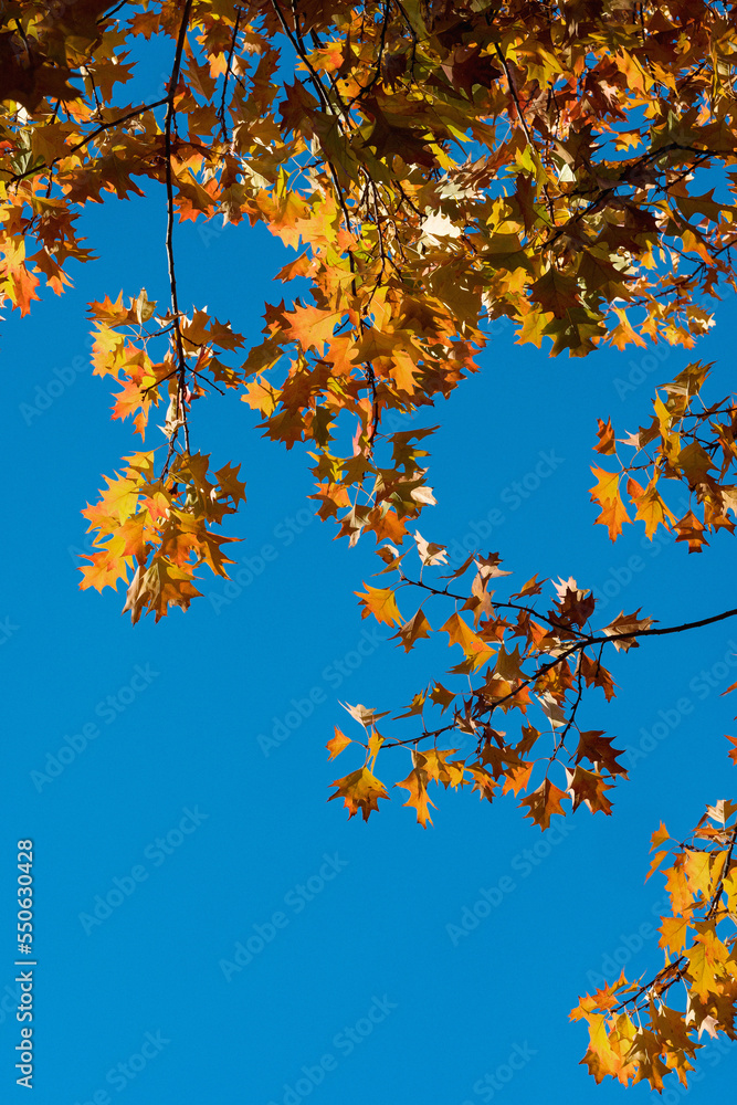 Herbstlaub Schönwetter blauer Himmel Herbstlaub Schönwetter blauer Himmel
