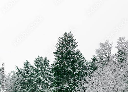Fir trees covered with snow in winter forest
