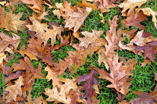 English autumn landscape in Wales photo