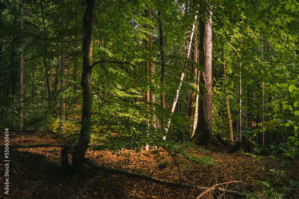 Marburg Wald Laub Schönwetter