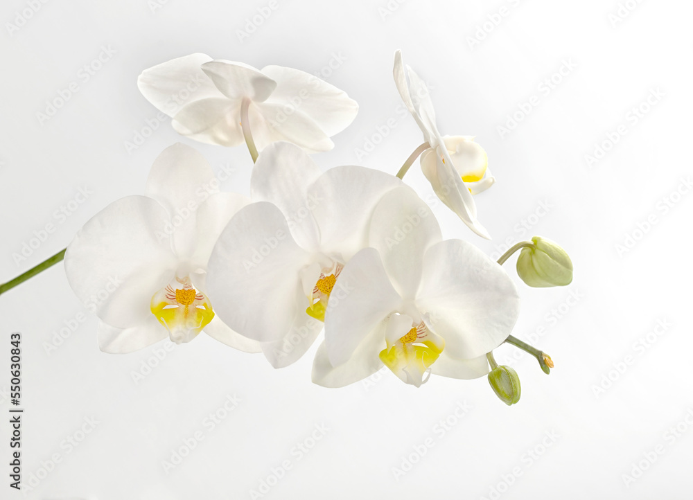Obraz premium White orchid flowers