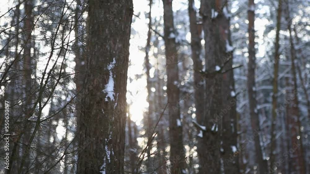 Pine forest in the snow. Snowfall through scotch fir trees. Inside there is a winter forest with snow covered trees. Fairy mystical forest with snow on the trees. The sun breaks through the branches Pine forest in the snow. Snowfall through scotch fir trees. Inside there is a winter forest with snow covered trees. Fairy mystical forest with snow on the trees. The sun breaks through the branches