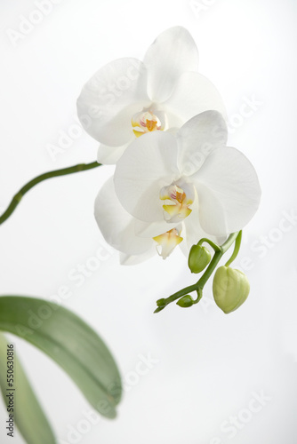 Fototapeta Naklejka Na Ścianę i Meble -  White orchid flowers