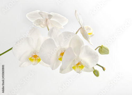 White orchid flowers