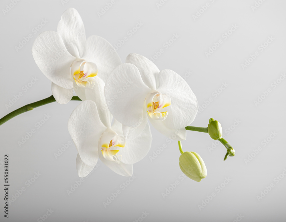 White orchid flowers White orchid flowers