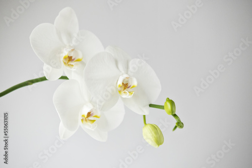 White orchid flowers © Nataliya_Ost