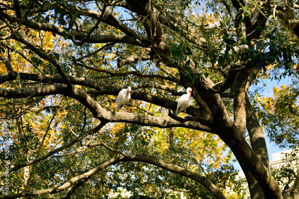 Fototapeta premium Two American White Ibis sitting on a tree branch together