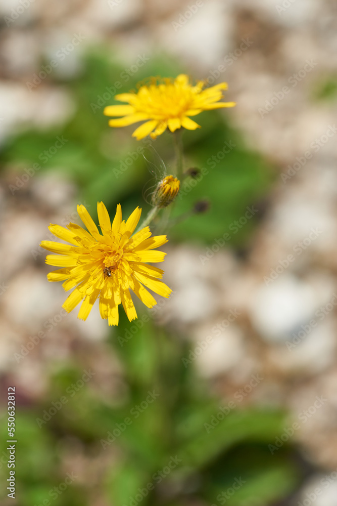 Gewöhnliches Habichtskraut (Hieracium lachenalii) Gewöhnliches Habichtskraut (Hieracium lachenalii)