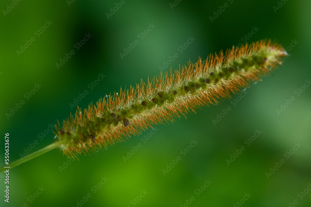 Rote Borstenhirse (Setaria pumila) Rote Borstenhirse (Setaria pumila)