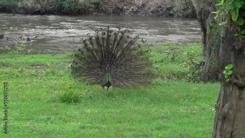 Green peafowl Scientific : Pavo muticus male peacock photo