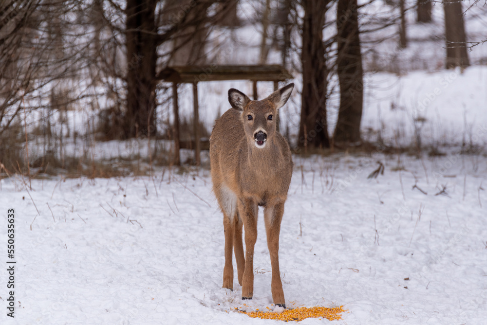 An Urban White-tailed Deer Eating Shelled Corn In The Snow An Urban White-tailed Deer Eating Shelled Corn In The Snow