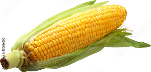 Wallpaper Mural Shucked ear of corn - isolated image Torontodigital.ca