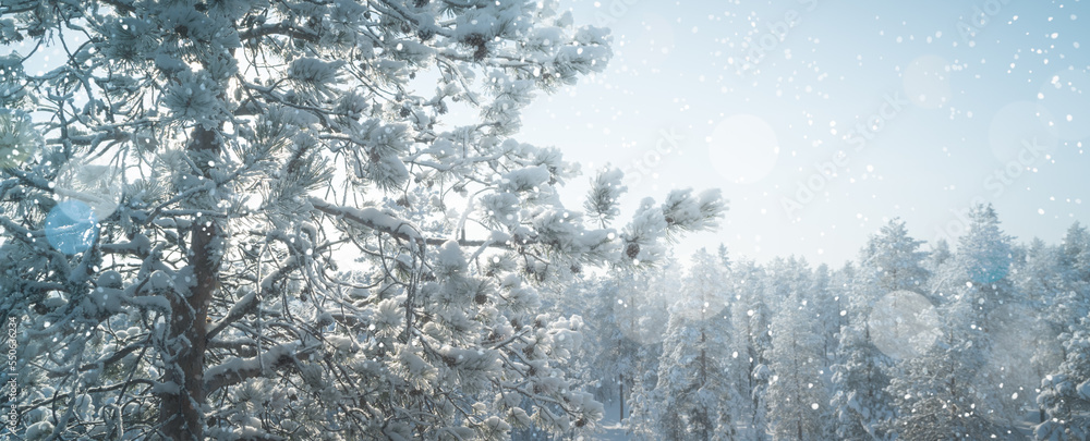 Naklejka premium Snow covered pine tree on cold winter day. Soft image with snowflakes design.