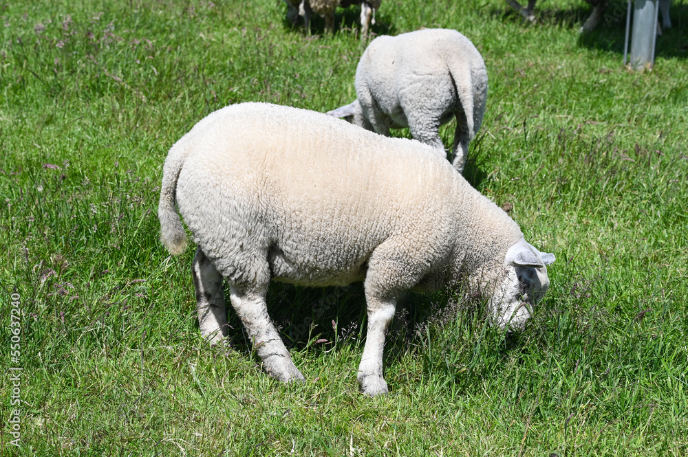 The lamb grazes the grass. Animal husbandry. The lamb grazes the grass. Animal husbandry.