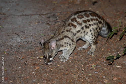 Südliche Großfleck-Ginsterkatze / South African large-spotted genet / Genetta tigrina photo