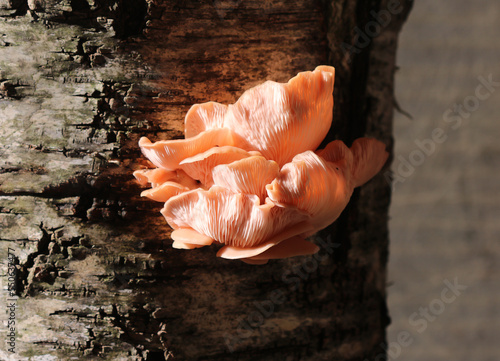 Rosen-Seitling - Pink oyster mushroom