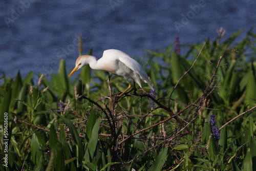 cattle egret (Bubulcus ibis)Circle B Bar Reserve Florida USA photo