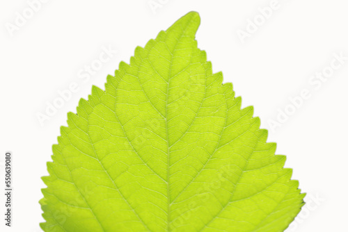 half green leaf isolated on white
