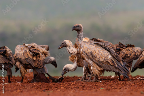White-Backed Vulture (Gyps africanus) searching for food in Zimanga Game Reserve in Kwa Zulu Natal in South Africa photo