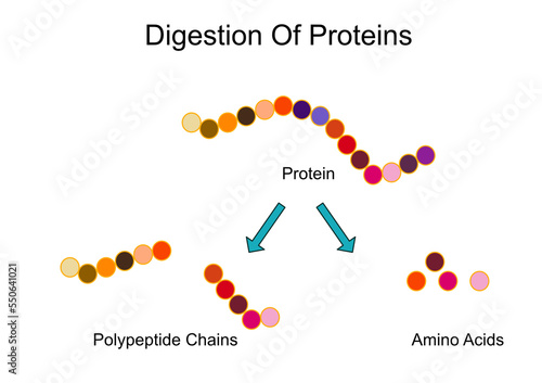 Foto digestion of protein vector protein polypeptide chains amino acid