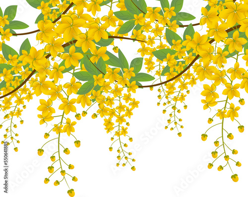 Fotografía Cassia fistula illustration