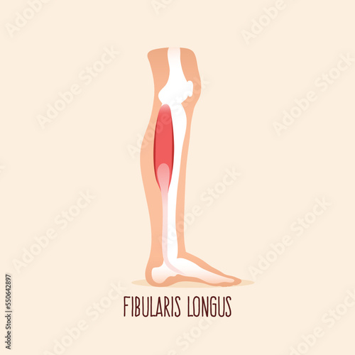 Fibularis (peroneus) longus. Lateral vies of leg muscle. 