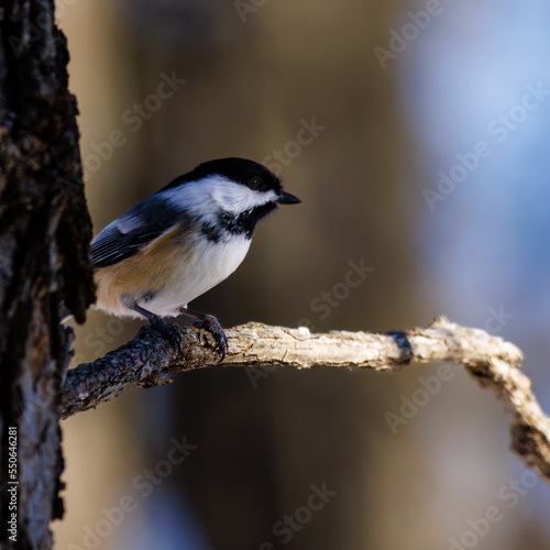Close up of a Black-capped chickadee (Poecile atricapillus) perched on a branch during winter in Wisconsin. Selective focus, background blur and foreground blur. 
