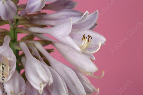 Hosta inflorescence of gently lilac color isolated on pink background.