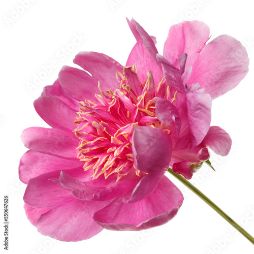 Beautiful pink  peony flower  isolated on white background.