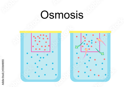 Osmosis the spontaneous net movement or diffusion of solvent molecules through a selectively-permeable membrane