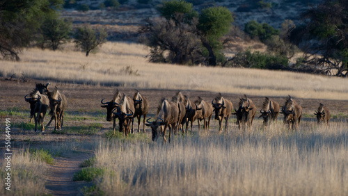   Blue wildebeest   Connochaetes raurinus  Kgalagadi Transfrontier  Park  South Africa